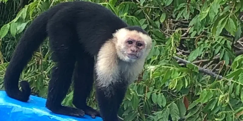 Isletas- Tu Nica Guia