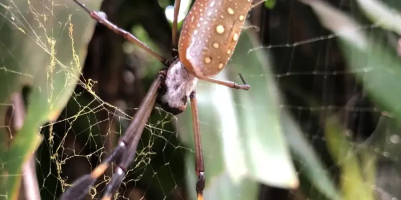 Mombacho- Tu Nica guia (1)